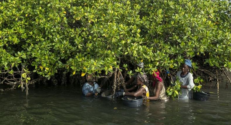 Des femmes qui cueillent des huitres