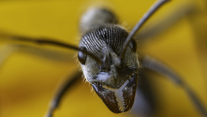 A hangyák jobban ki tudják szagolni a rákos sejteket, mint a kutyák?