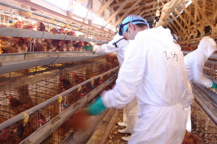 W Japonii zabito 17 mln kurczaków z powodu ptasiej grypy. Brakuje miejsca, by je grzebać