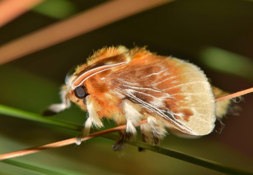 Plaga jadowitych gąsienic w USA. Są niebezpieczne dla człowieka