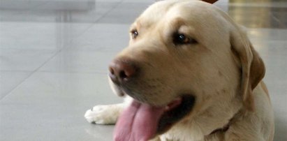 Labrador sam zgłosił się na policję