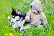 Child with puppy husky