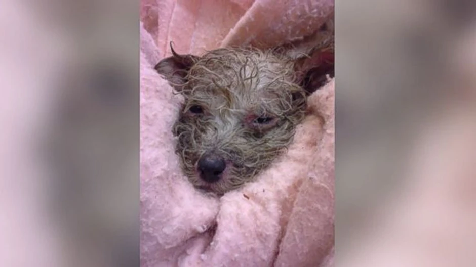 Štene nekoliko trenutaka nakon što je izvučeno sa pokretne trake u deponiji