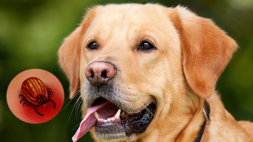 Krpelji napadaju i ljude i životinje