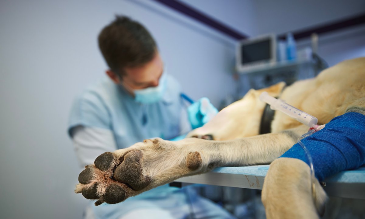 Zamarli, gdy weszli do mieszkania. Pies był o krok od śmierci