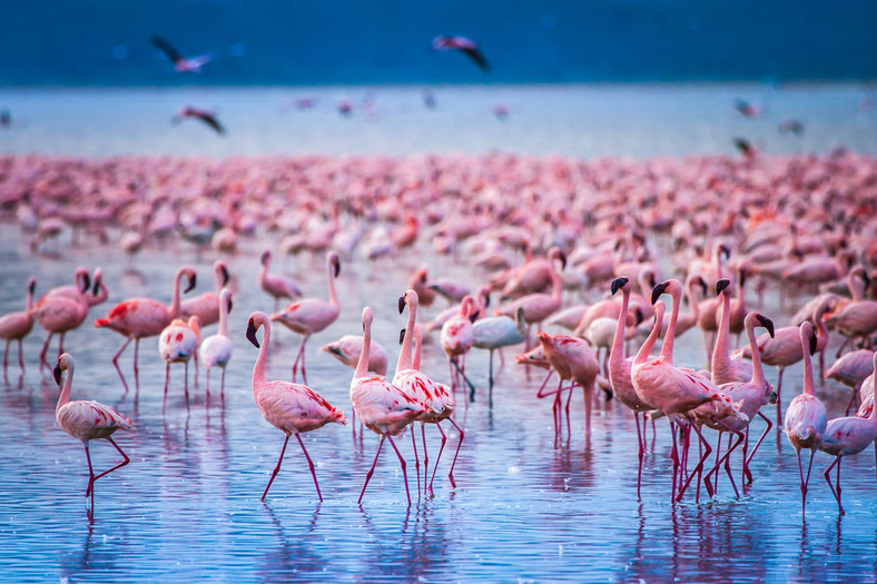 Jezioro Nakuru, Kenia