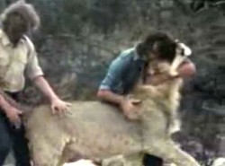 Wielki kot kocha raz na całe życie