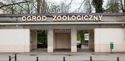 Wstęp do Starego ZOO znów będzie za darmo! FILM