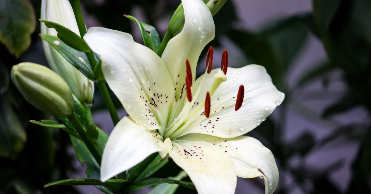 Czy lilie są trujące? Jakie są objawy zatrucia liliami? Co zrobić jeżeli kot zje lilię?