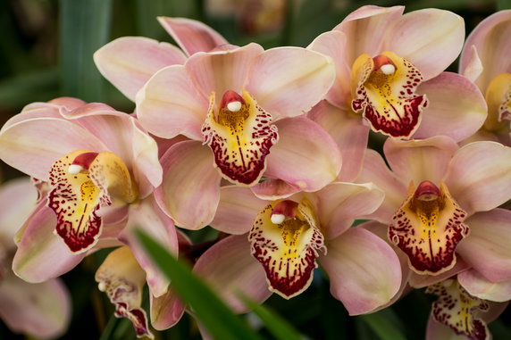 Storczyk cymbidium