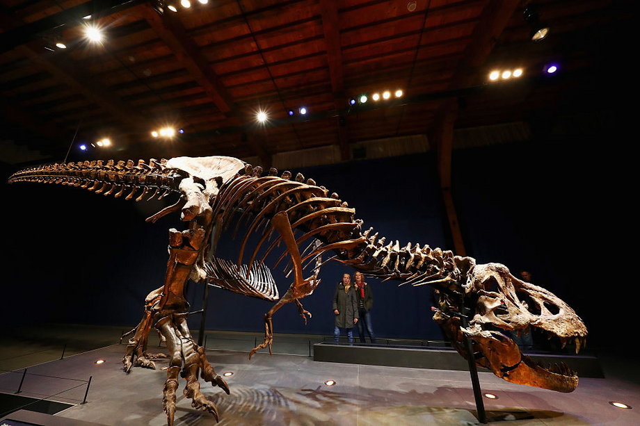 Szkielet tyranozaura na wystawie w Holandii. Wydobyto go w USA w 2013 roku. Skamieniałości, które wystawiono na sprzedaż na eBayu są znacznie mniejsze, należą do młodego dinozaura.