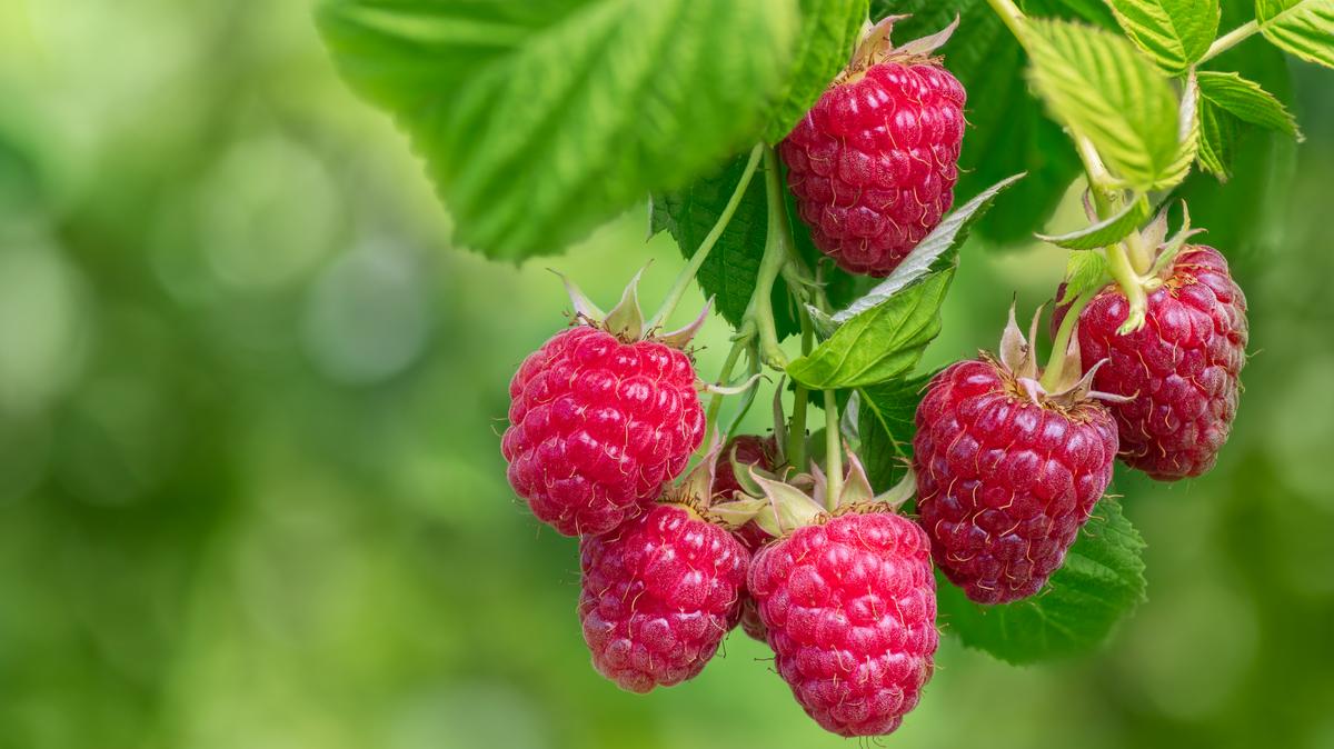 Te is szeretnél gazdag termést a málnabokrodon? Akkor alkalmazd ezt az egyszerű módszert