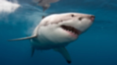 Australijski surfer zaatakowany przez rekina. "To było jak uderzenie ciężarówki"