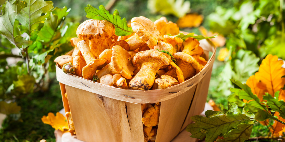 Kurka należy do bardzo zdrowych odmian grzybów, zawiera m.in. witaminy z grupy B.