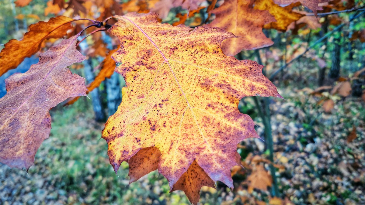 Jesień jesienne liście dąb