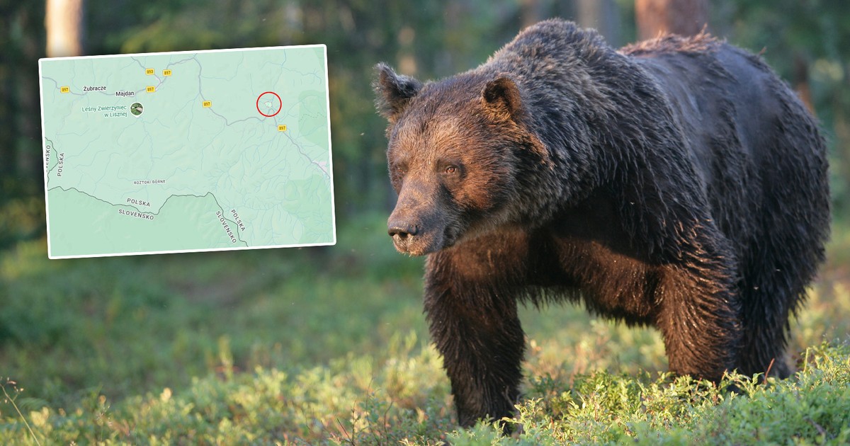 Niedźwiedź w Bieszczadach: Mężczyzna zaatakowany na leśnej drodze