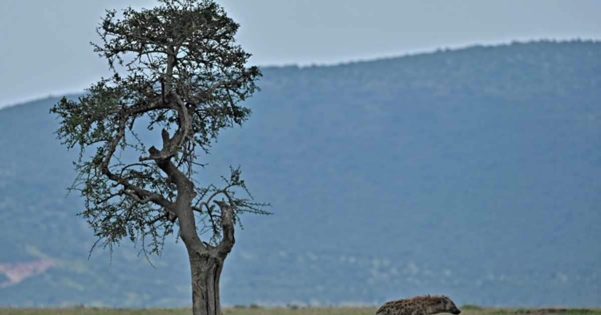 Kenya wildlife reserves threatened as tourists stay away [ARTICLE]