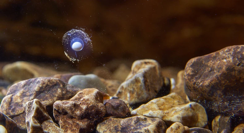 Jaje čovečije ribice