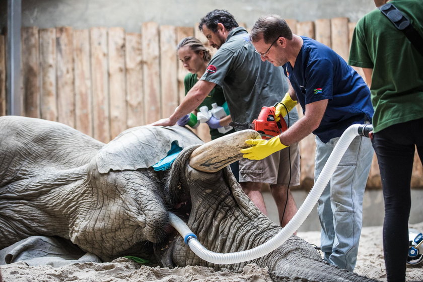 Poznań: operacja słonia Ninio w zoo. Usunięto mu cios