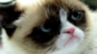 Grumpy cat: kot warty miliony
