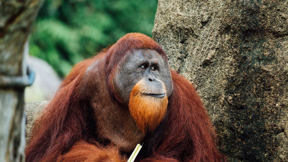 Orangutan