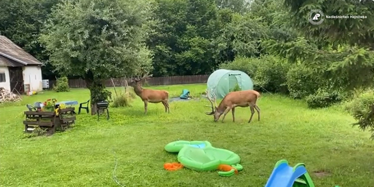 Hajnówka. Jelenie pojawiły się na terenie gospodarstwa. 