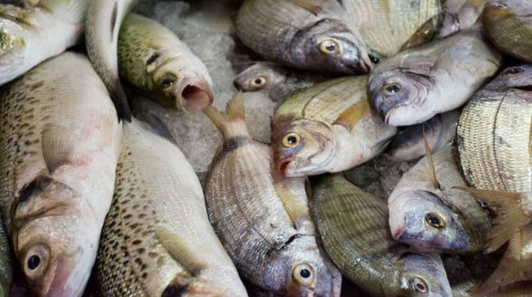 House of Reps move to ban importation of fish