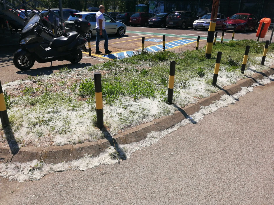 "Mace" nisu polen, polen se ne vidi golim okom