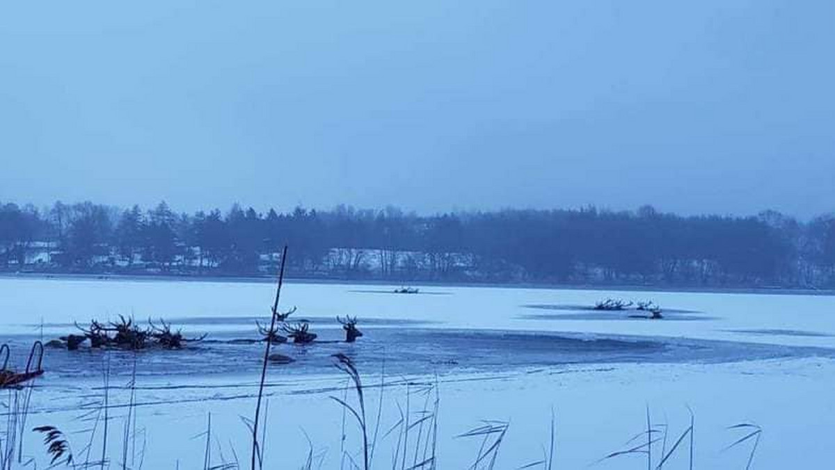 Szczecin. Strażacy uratowali 15 jeleni ze stada, pod którym załamał się lód