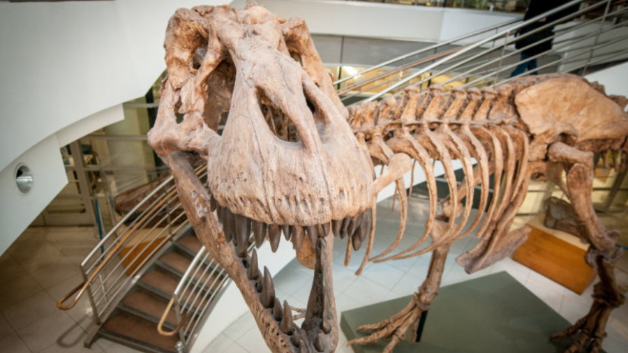 Naukowcy obliczyli, ile tyranozaurów wędrowało po Ziemi przez cały okres istnienia gatunku