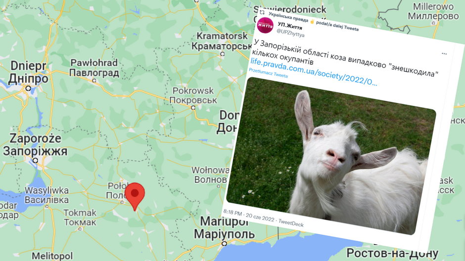 Koza zraniła rosyjskich żołnierzy we wsi Kinski Rozdory w ukraińskim Zaporożu  (screen: Twitter.com/@UPZhyttya)