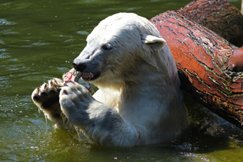 Białe niedźwiedzie w zoo