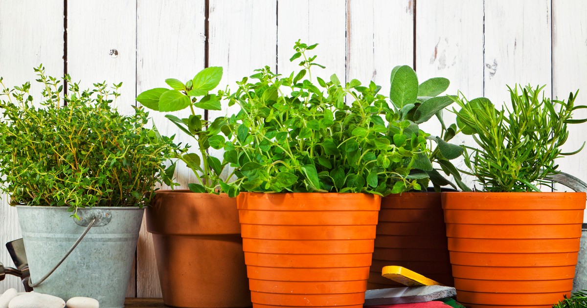 Jeśli jeszcze jej nie masz, biegnij do sklepu! Ta roślina leczy, odstrasza owady i smakuje