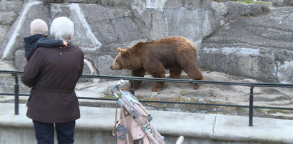 Horror w warszawskim zoo. Wpadł do wybiegu, poszarpał go niedźwiedź. Jest nagranie