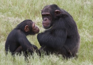 256005_simpanze-02-ap