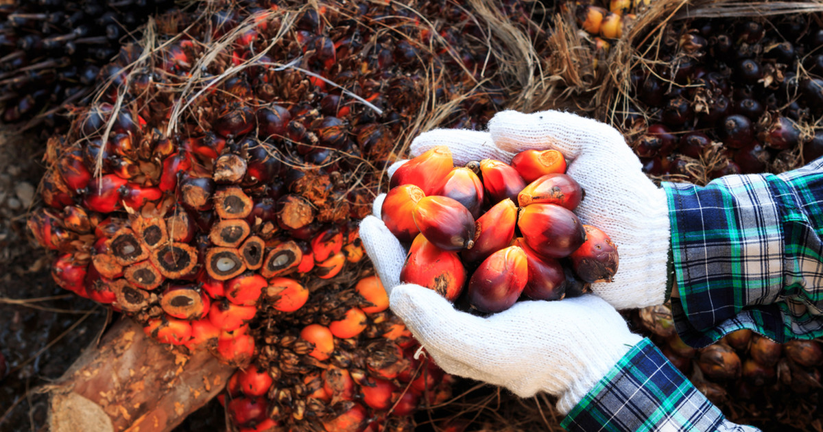 Olej palmowy - właściwości, zastosowanie. Czy tłuszcz palmowy jest  szkodliwy?