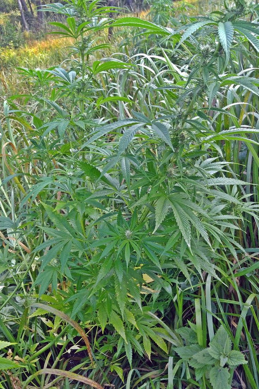 Leśna plantacja marihuany