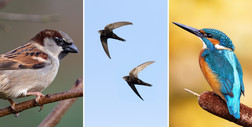 Co wiesz o ptakach Polski? Podchwytliwy quiz przyrodniczy