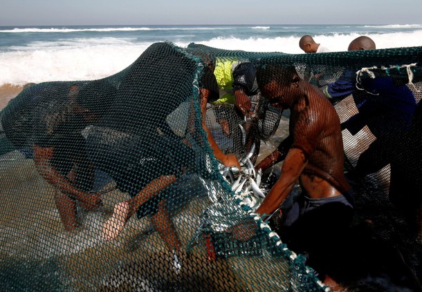 Fishermen empty a net of sardines in Kelso