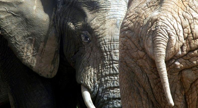 South African rangers last week recovered the skull of a man in the vast Kruger National Park