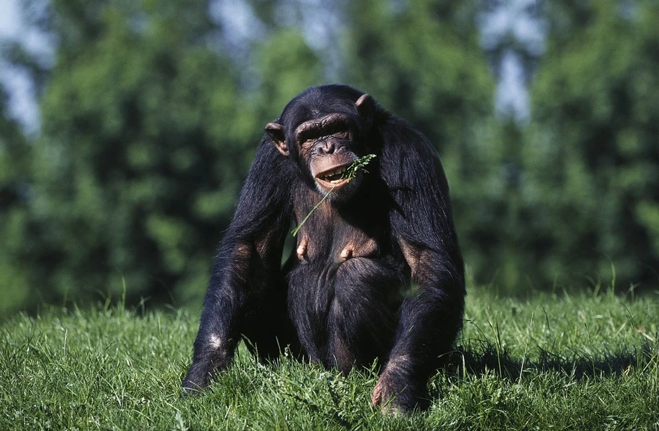 Šimpanza