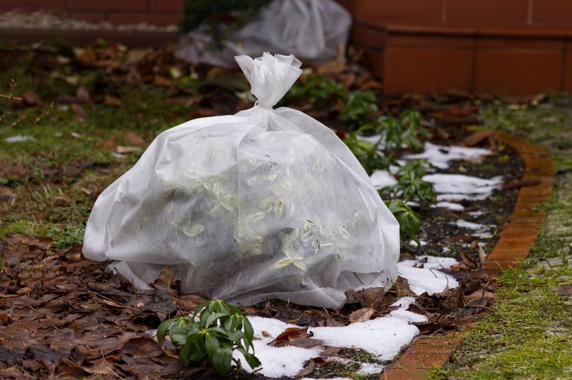 jak chronić rośliny przed mrozem