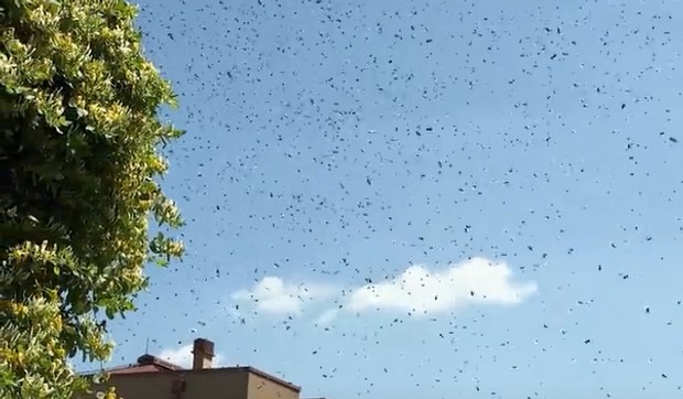Roj pčela na Dedinju