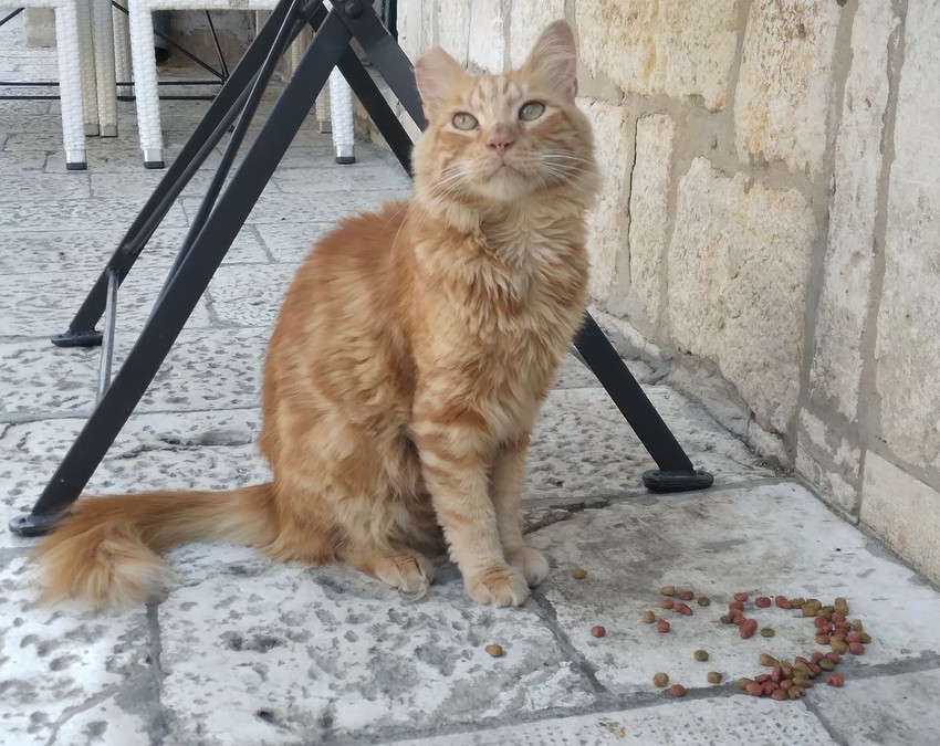 Mačke nam mogu preneti toksikoplazmu