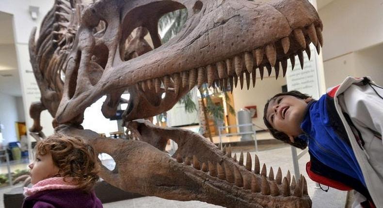 A boy looking inside the skull of a Tyrannosaurus rex replica.
