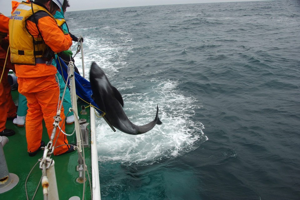 JAPAN ANIMALS DOLPHINS RESCUE (About 150 dolphins stranded on Japan coast )