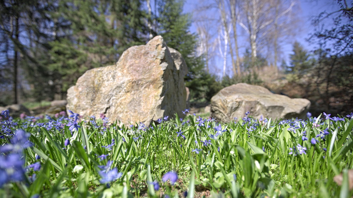 Już w niedzielę nastąpi otwarcie Ogrodu Botanicznego UMCS, który w ostatnich miesiącach był zamknięty z uwagi na przerwę zimową. Uniwersytet zachęca do spacerów po "Botaniku" i skorzystania z nowości.