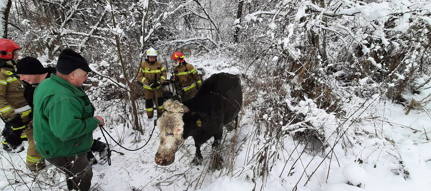 Strażacy musieli zrobić podkop, by uratować krowę z bagna