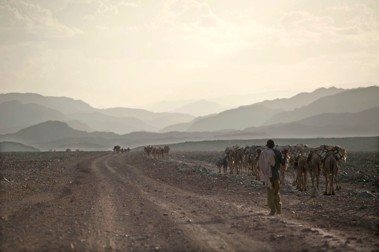 Karawany transportujące sól wyruszają z położonej 10 metrów pod poziomem morza depresji na pustyni w regionie Afar w północnej Etiopii