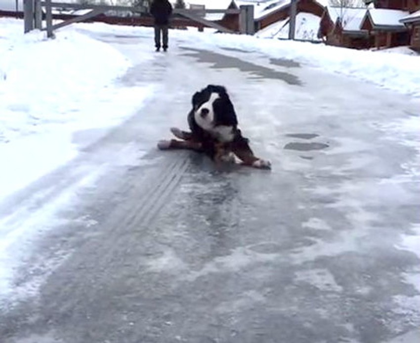 Pas se zatrčao, ali nije znao da je led toliko klizav